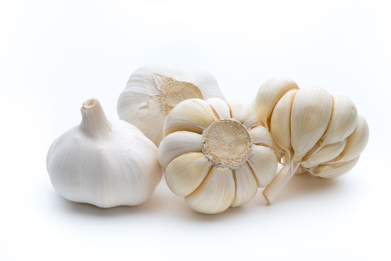 Garlic